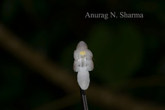 Aerides ringens